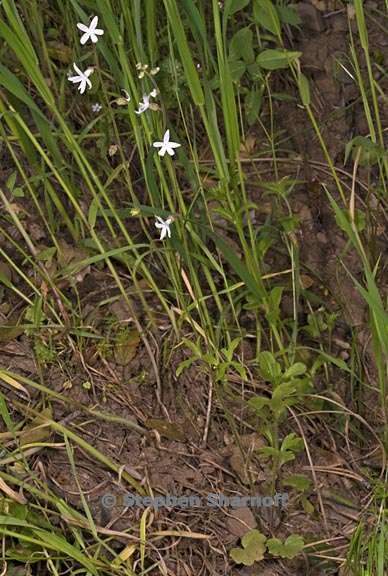 lithophragma bolanderi 4 graphic